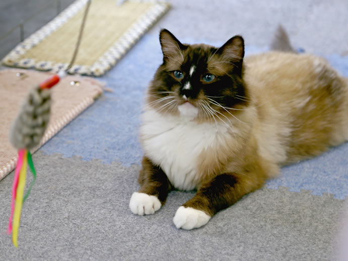 里親カフェ　おもちゃで遊ぶ猫