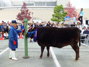 さんだ牛