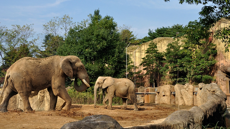 八木山動物園のぞう