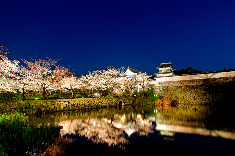 福岡城と桜のライトアップ