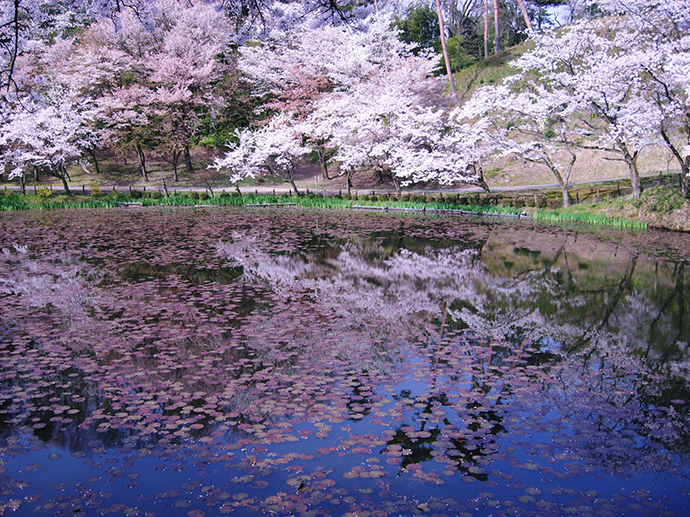 春の奥卯辰山健民公園