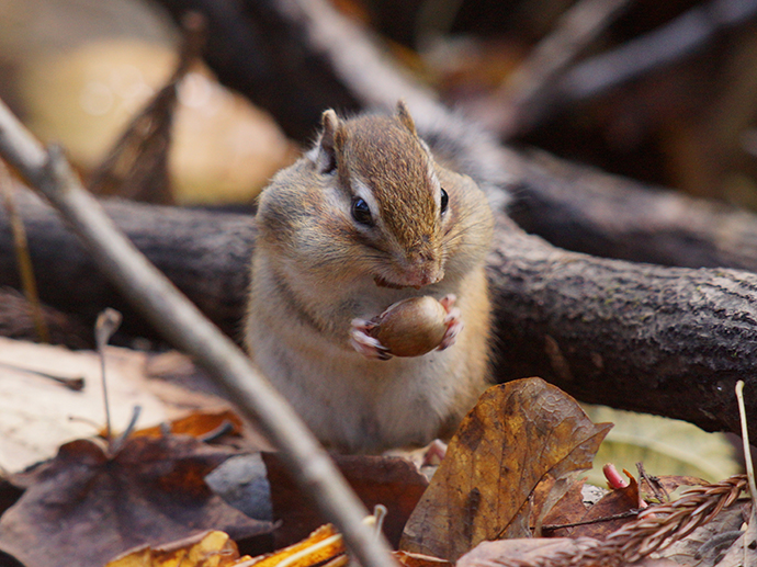 大通公園のイルミネーション